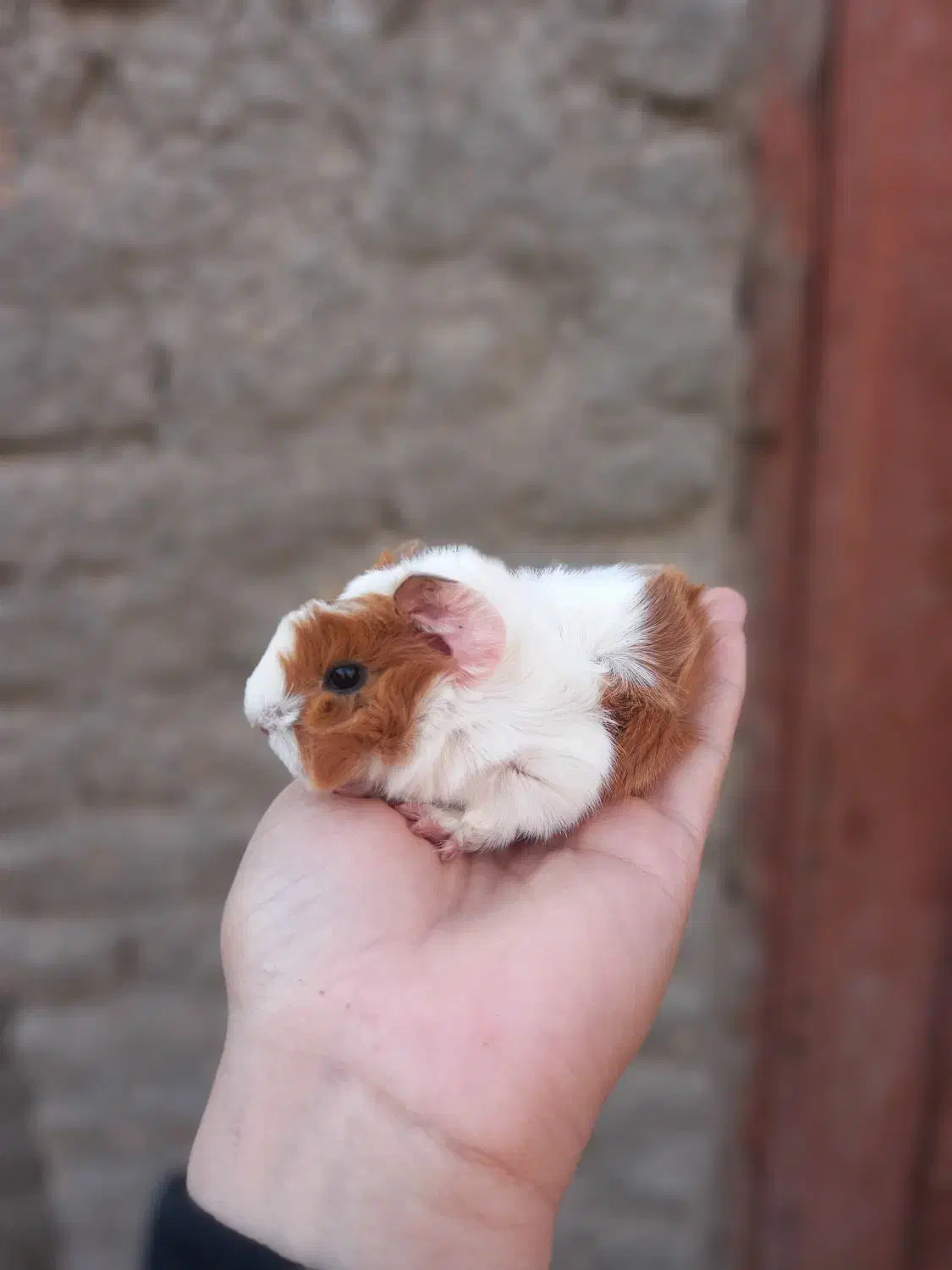 خوکچه هندی|موش و خرگوش|مشهد, موعود|دیوار