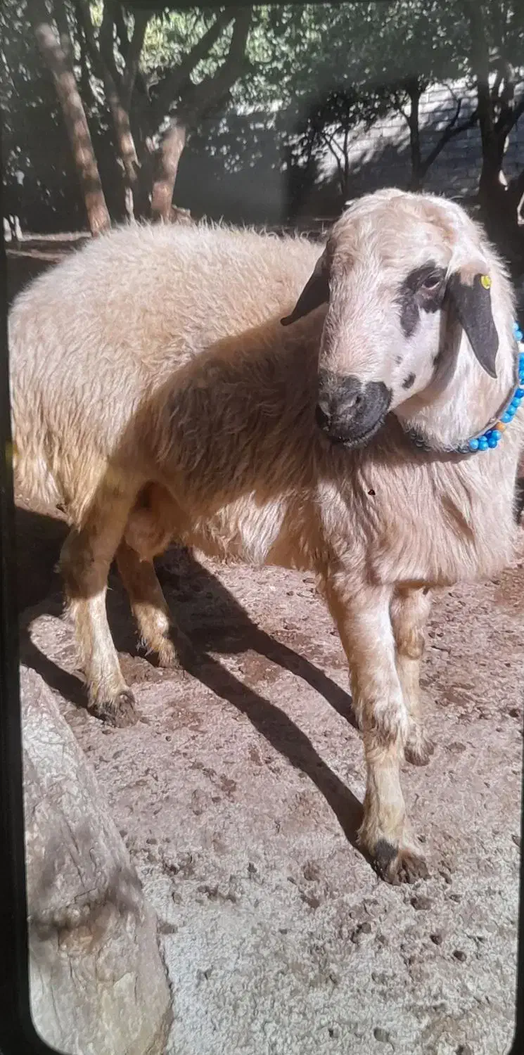 گوسفند قوچ تخمی هترو|حیوانات مزرعه|گلوگاه بابل (گلیا), |دیوار