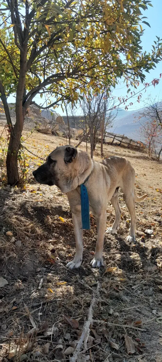 واگذاری سگ|سگ|خلخال, |دیوار