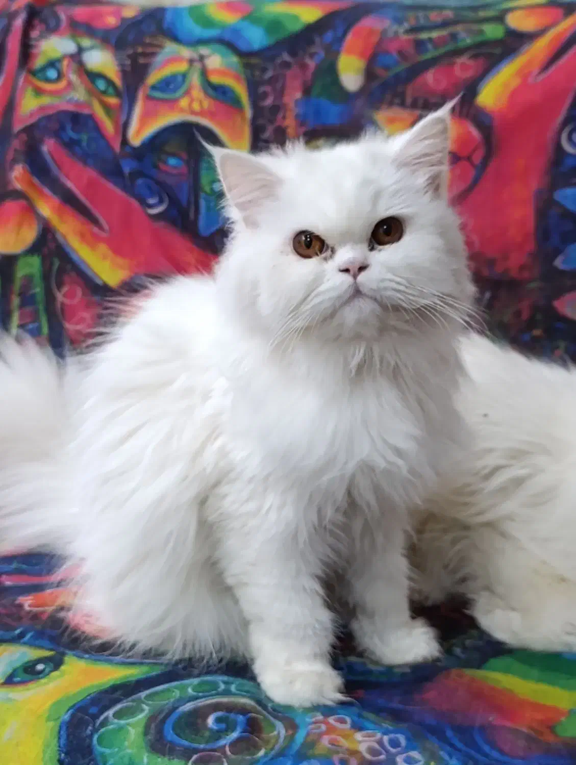 گربه پرشین کلاسیک|گربه|زاهدان, |دیوار