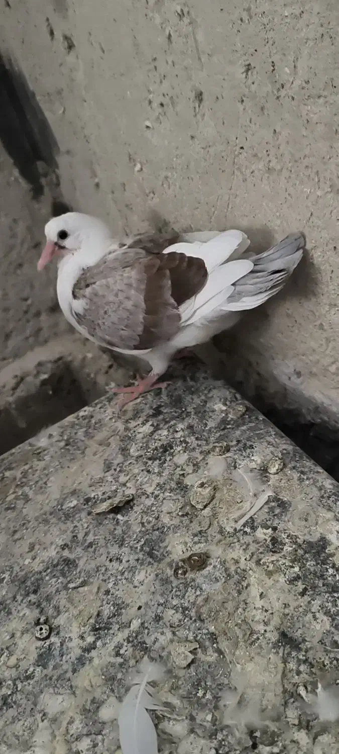 کبوتر|حیوانات|ایوان, |دیوار