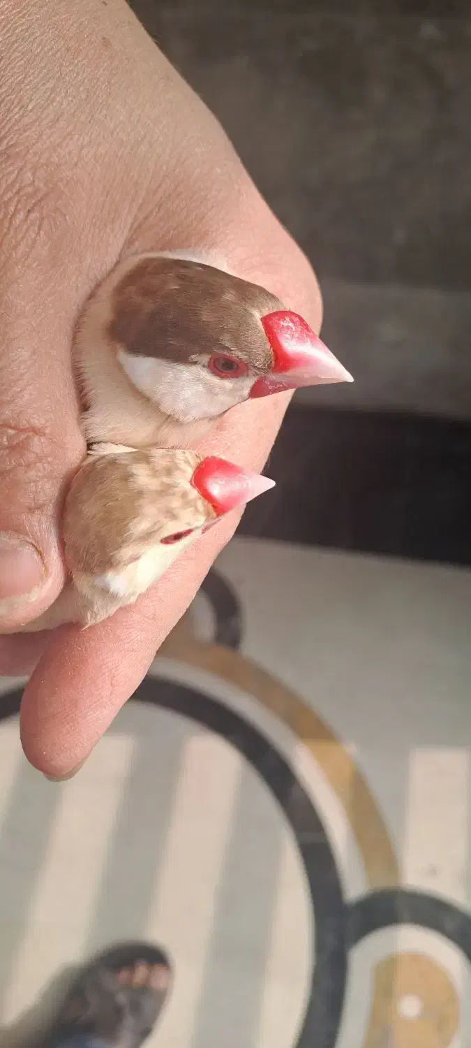 فنج نرگسی شکلاتی|پرنده|تهران, جماران (نیاوران)|دیوار