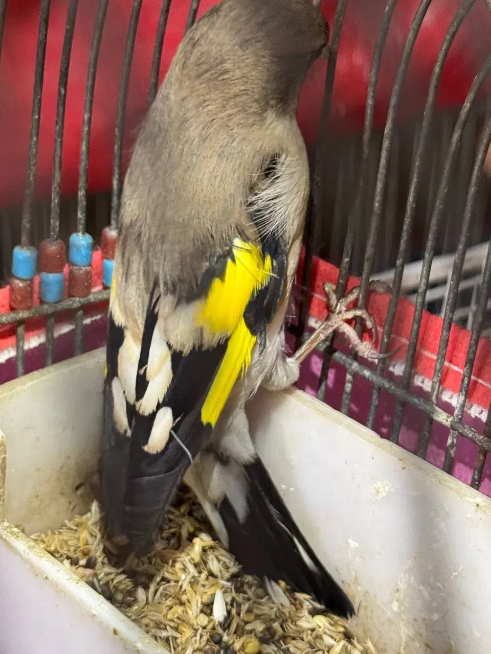 سهره کرمونی دهنزن دورگ پشت گلی پشت گل کامل خط سیاه|پرنده|خور (فارس), |دیوار