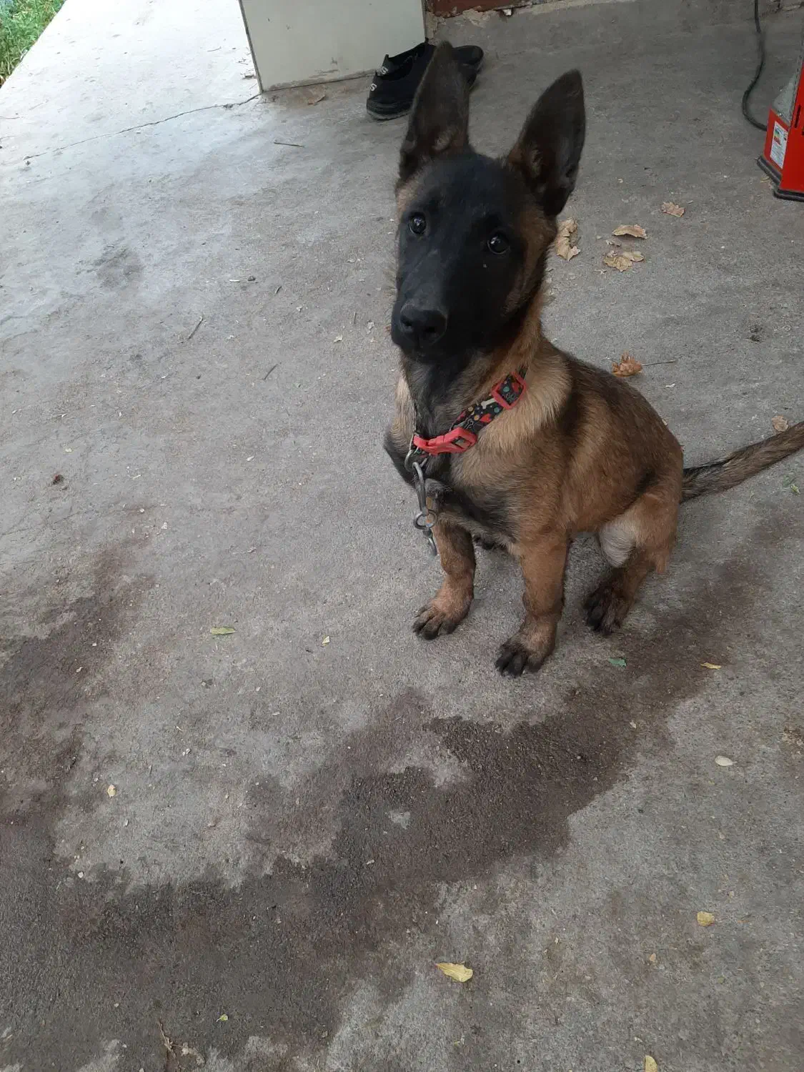 توله مالینویز ۳ماهه ماده|سگ|مهریز, |دیوار