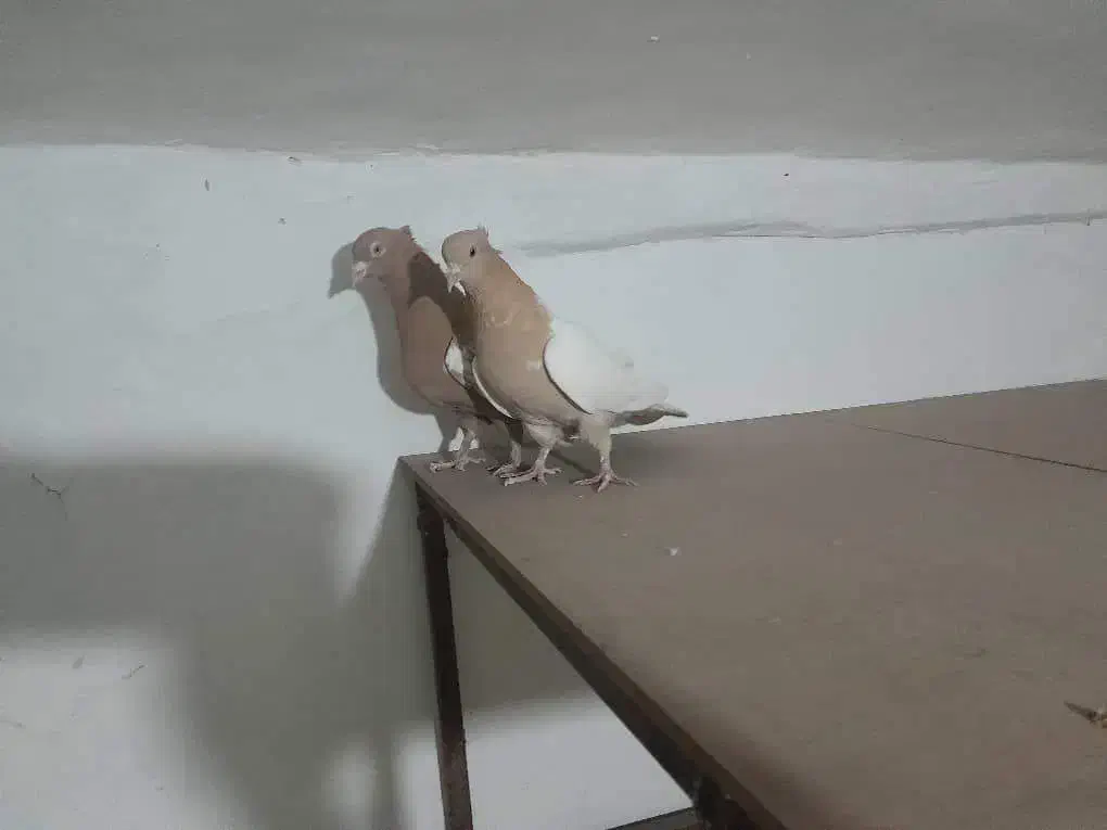 چهار جفت کفتر|پرنده|شیراز, بازار|دیوار