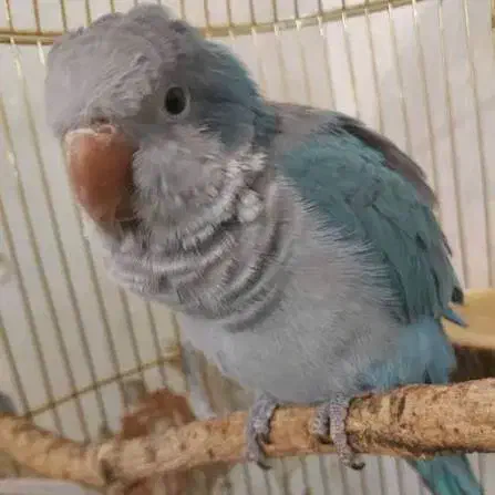 طوطی راهب گمشده|پرنده|رشت, کوی مهر|دیوار