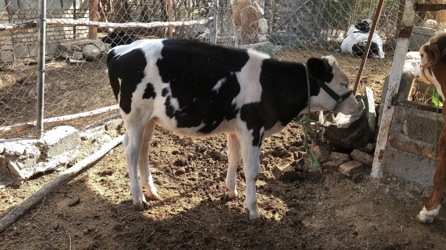 گوساله|حیوانات مزرعه|رامیان, |دیوار