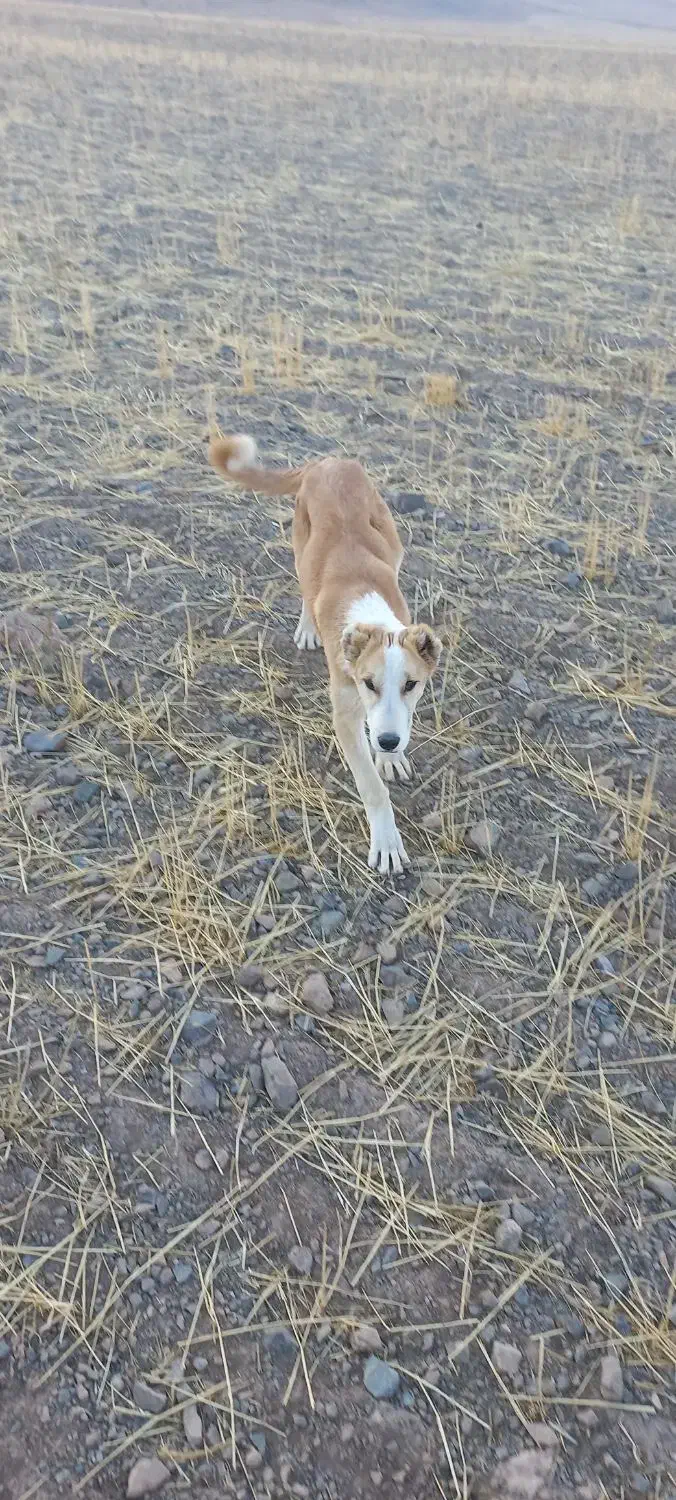 سگ گله|سگ|آبگرم, |دیوار