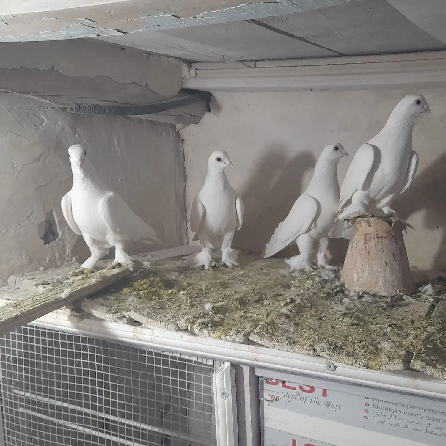 کفتر|پرنده|تبریز, |دیوار