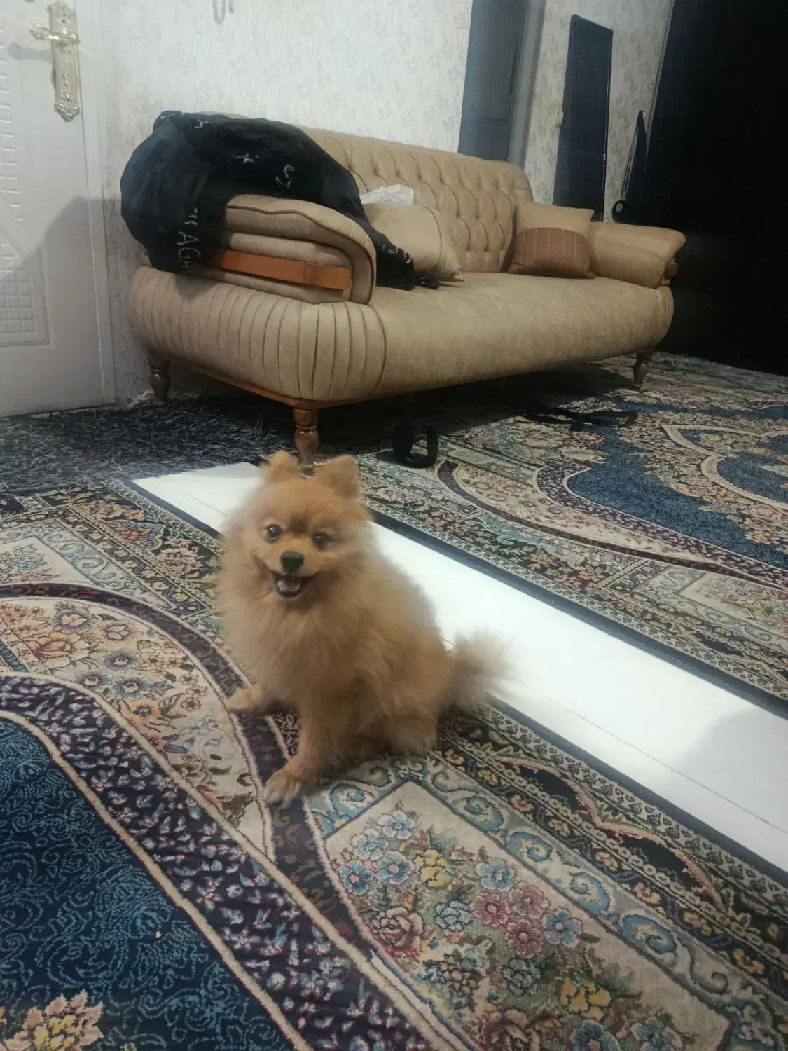 سگ پامرین|حیوانات|مشهد, امیر|دیوار