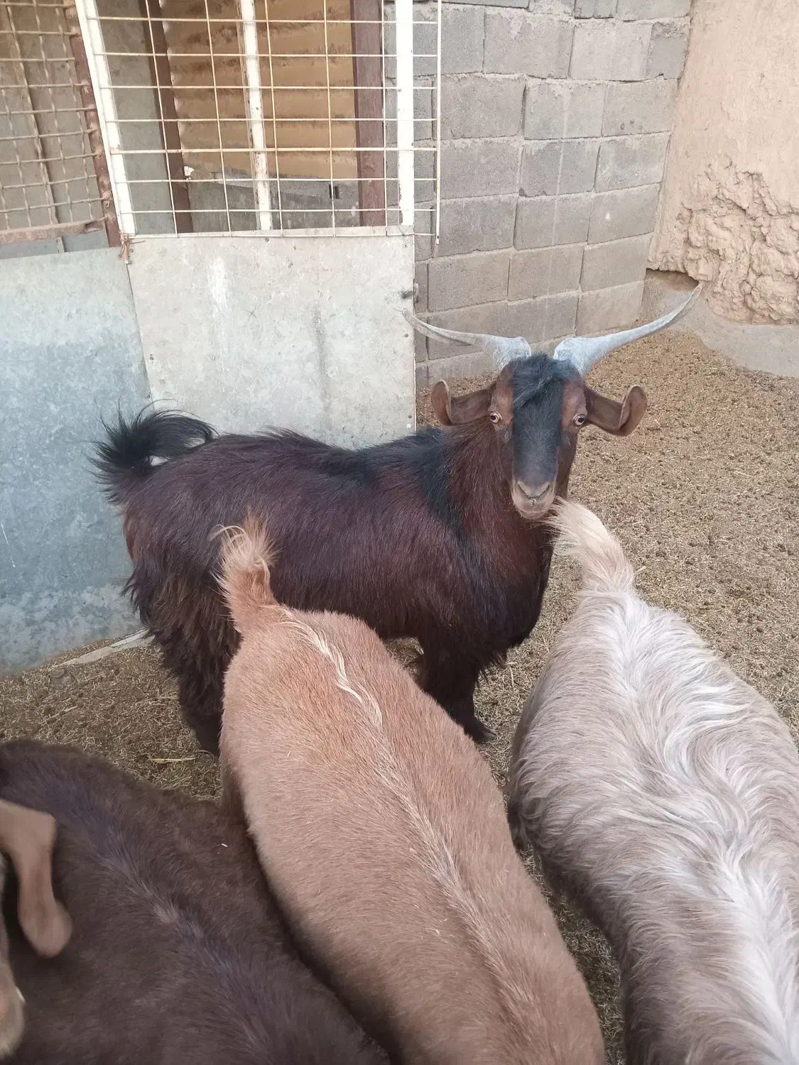 بز نر چپش|حیوانات مزرعه|شاهرود, |دیوار