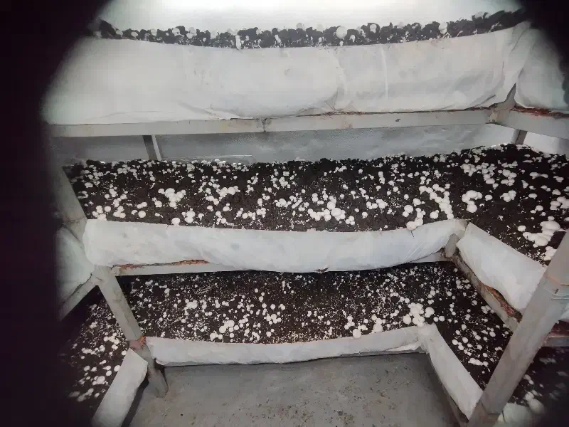 کود( کمپوست قارچ دکمهای)|خدمات باغبانی و درختکاری|سنندج, |دیوار