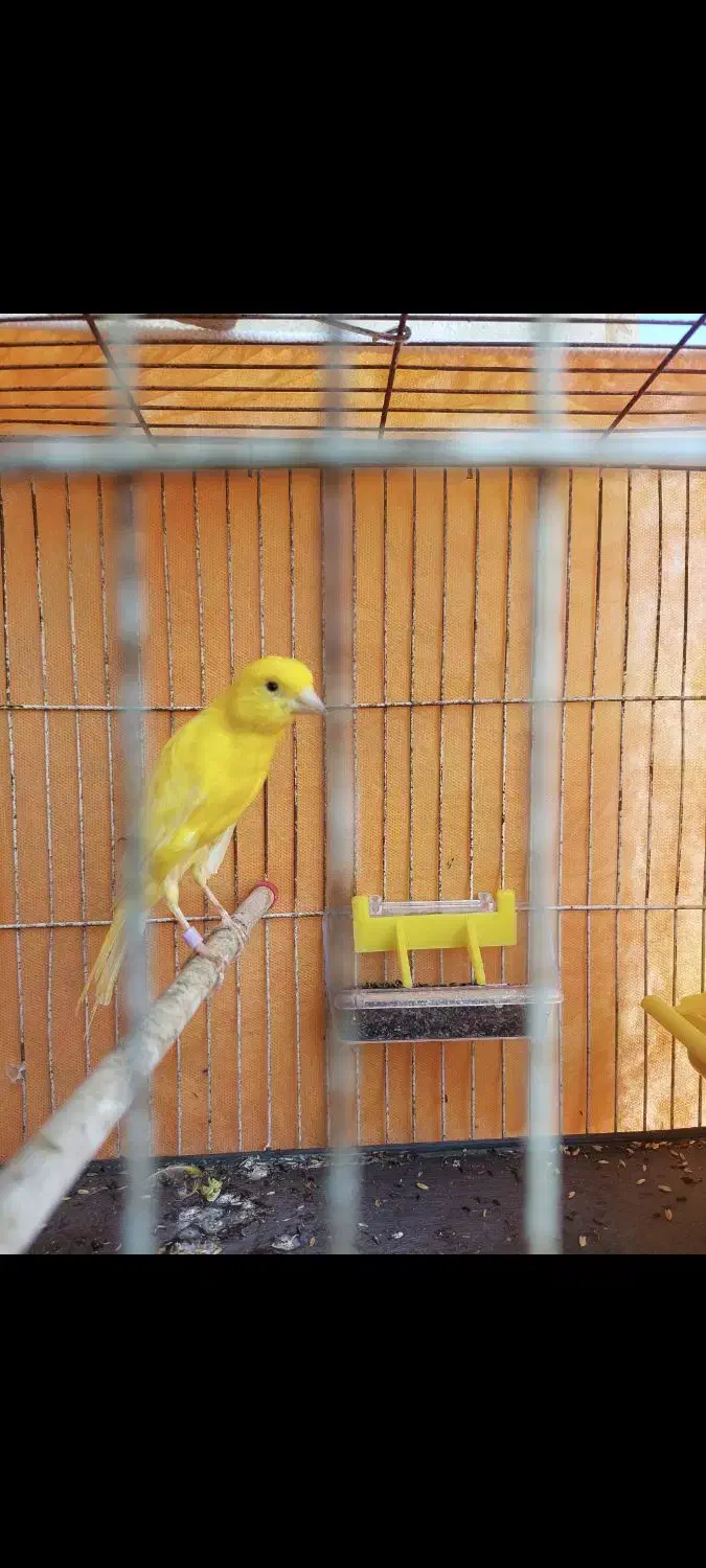 جوجه قناری.نر.نژاد سوپر|پرنده|تنکابن, |دیوار