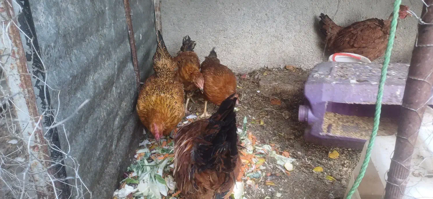 مرغ محلی تخم گذار|حیوانات مزرعه|جغتای, |دیوار