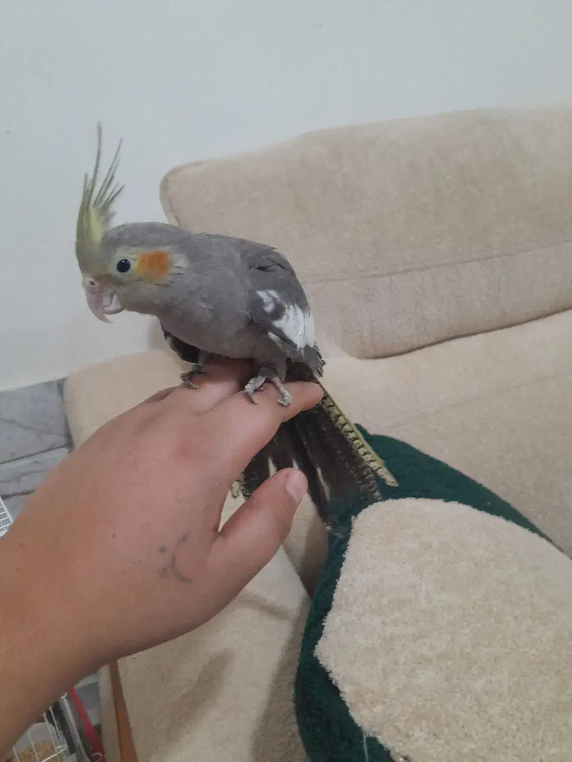 ۲تاجوجه عروس معاوضه با عروس لوتینو یا آلبینو نر|پرنده|انابد, |دیوار