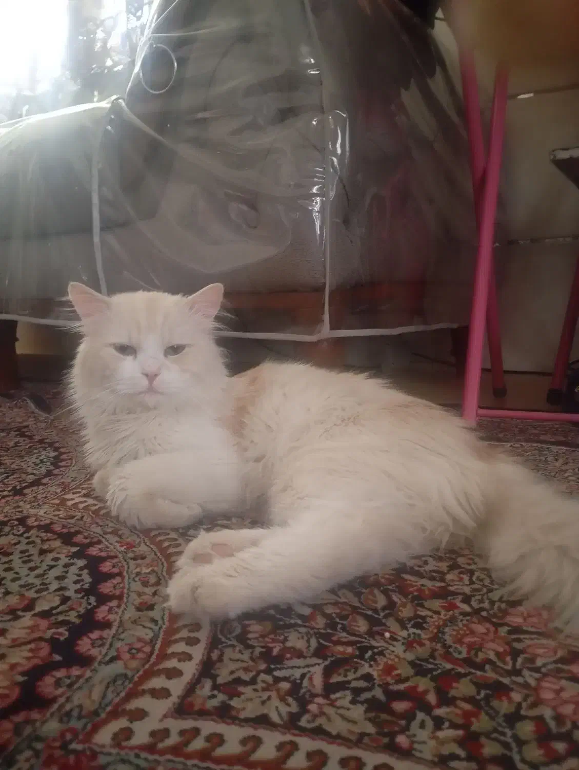 فروش گربه پرشیین|گربه|بم, |دیوار