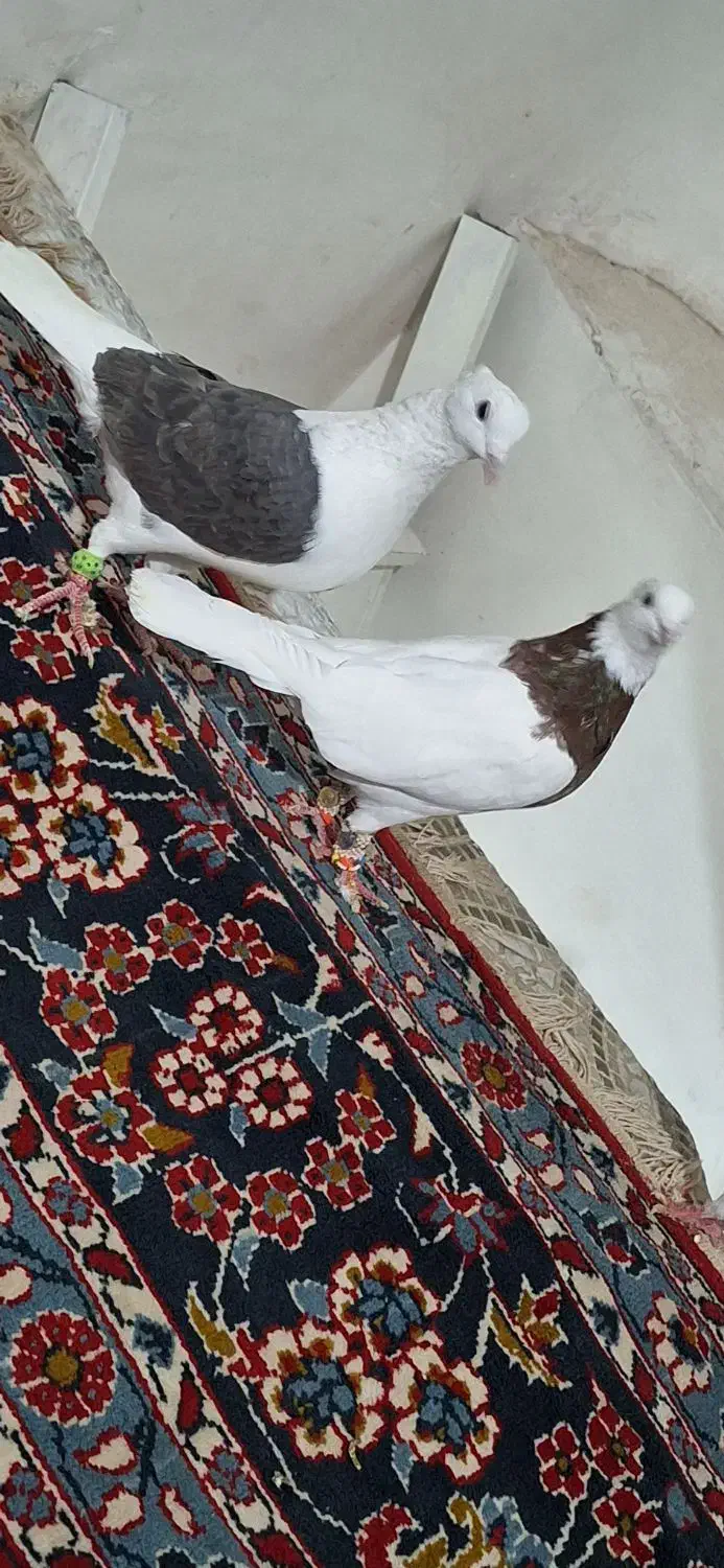 کبوتر|پرنده|دشتابی, |دیوار