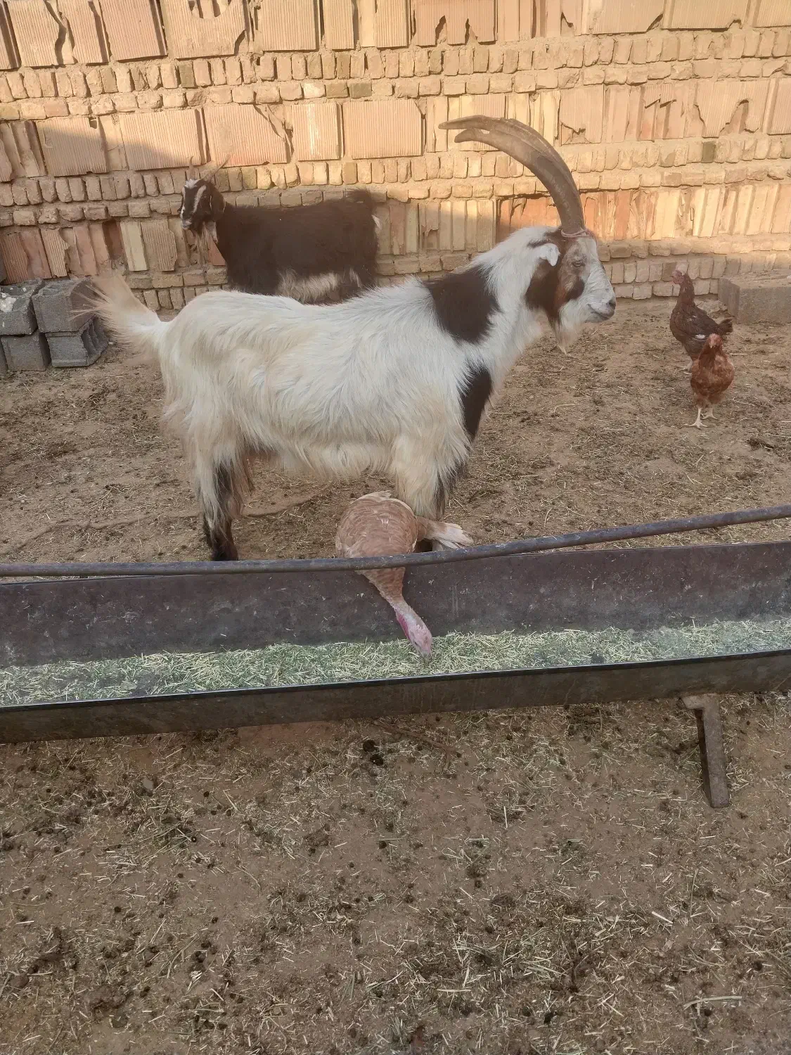 نربز فروشی|حیوانات مزرعه|پاکدشت, پاکدشت (مامازند)|دیوار