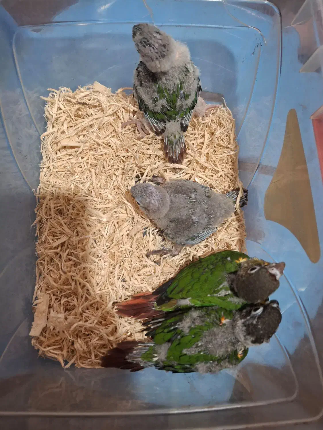 گیریچک سرلاکی یلوساید آناناسی و نرمال|پرنده|ضیابر, |دیوار