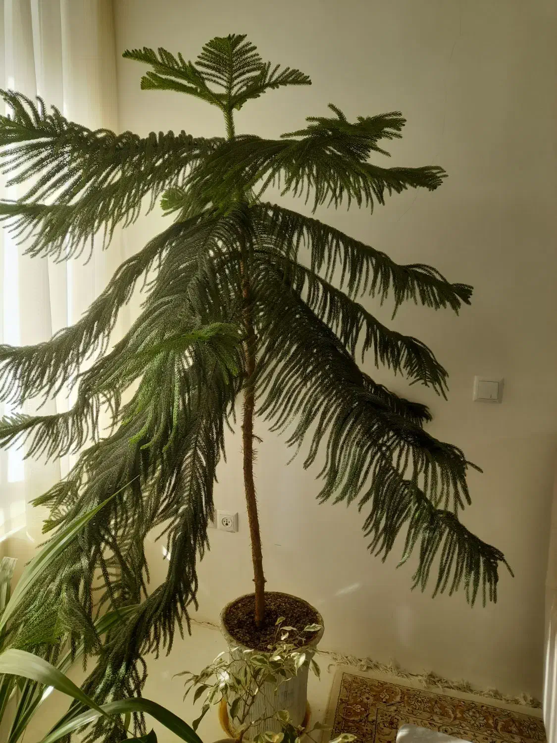 کاج مطبق بزرگ|گل و گیاه طبیعی|نیشابور, مازول|دیوار