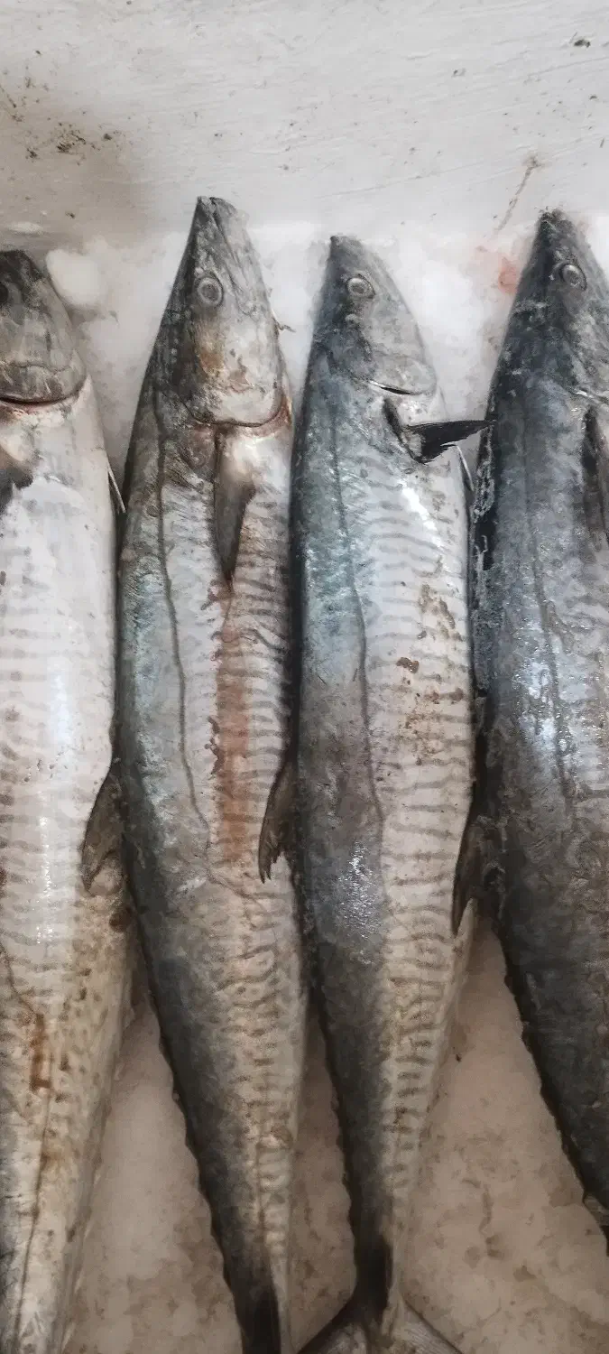 ماهی چابهار|ماهی|چابهار, |دیوار