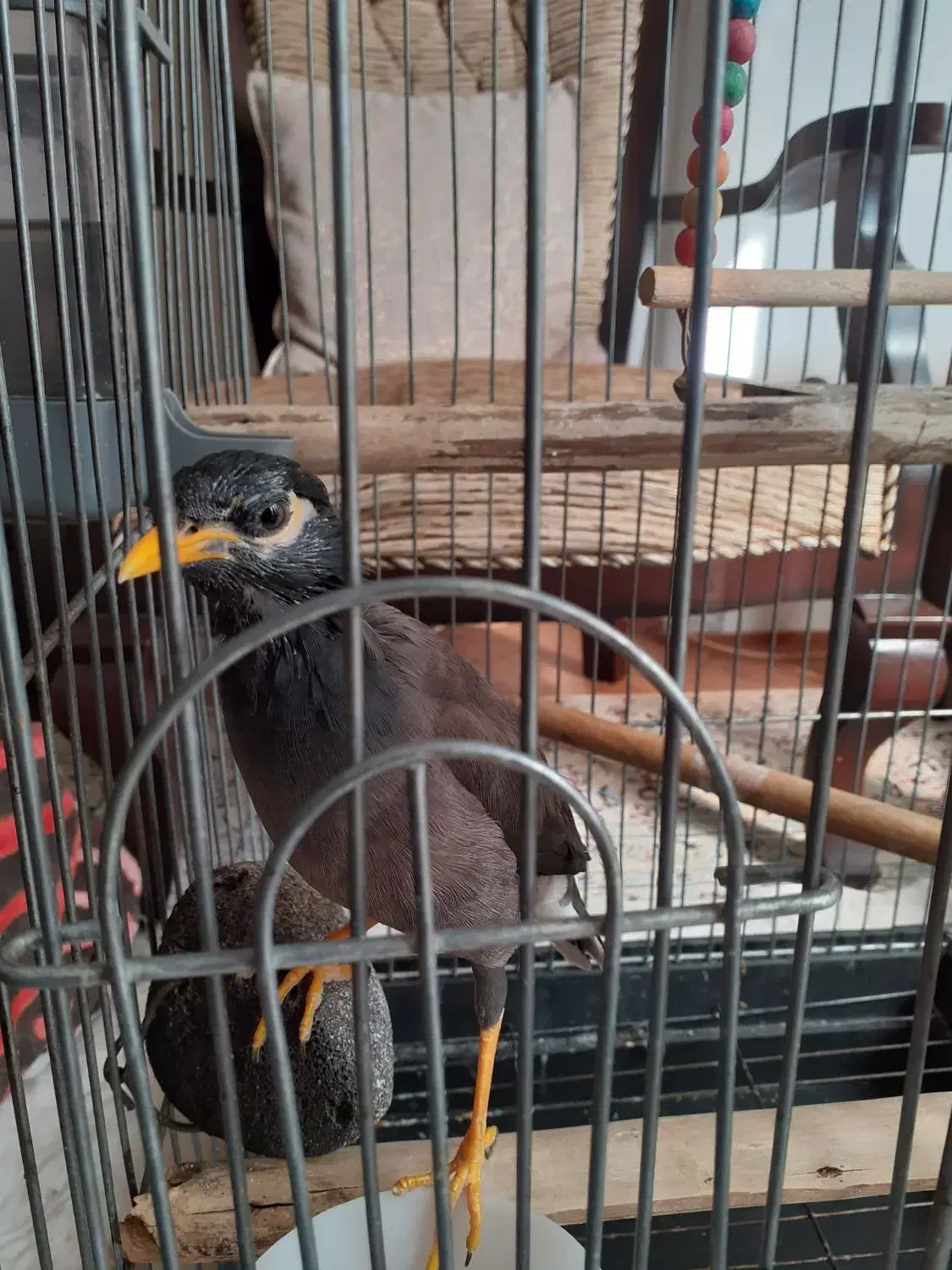 مرغ مینا همراه با قفس|پرنده|اصفهان, کارلادان|دیوار