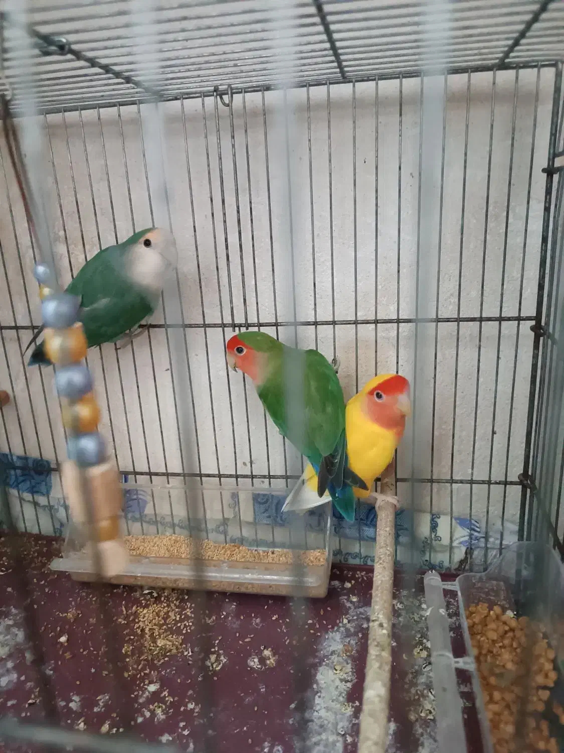 طوطی برزیلی|پرنده|شاهرود, |دیوار