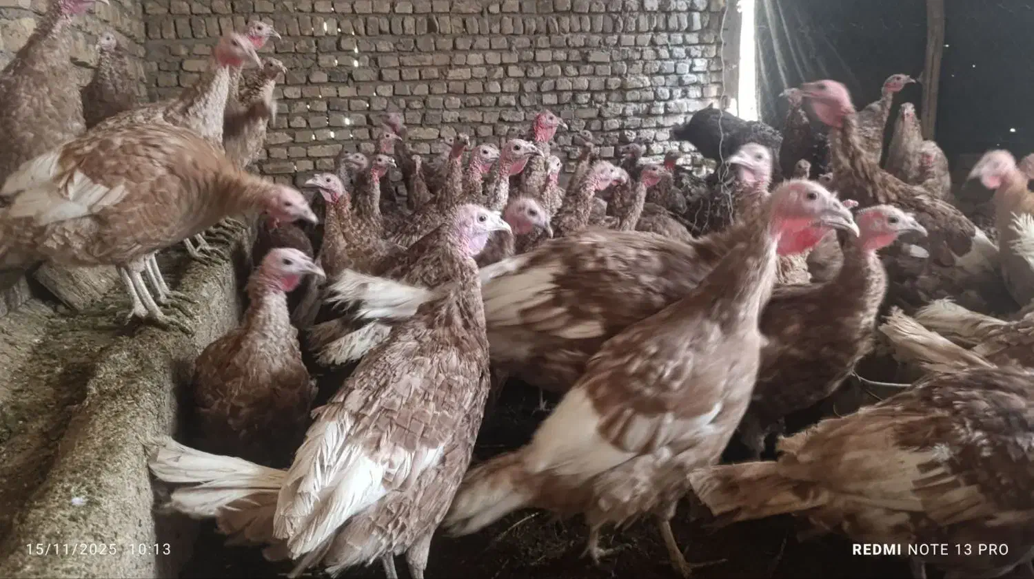 بوقلمون بربون تعداد 100 نر و ماده یکجا بفروش میرسد|حیوانات مزرعه|دشتابی, |دیوار