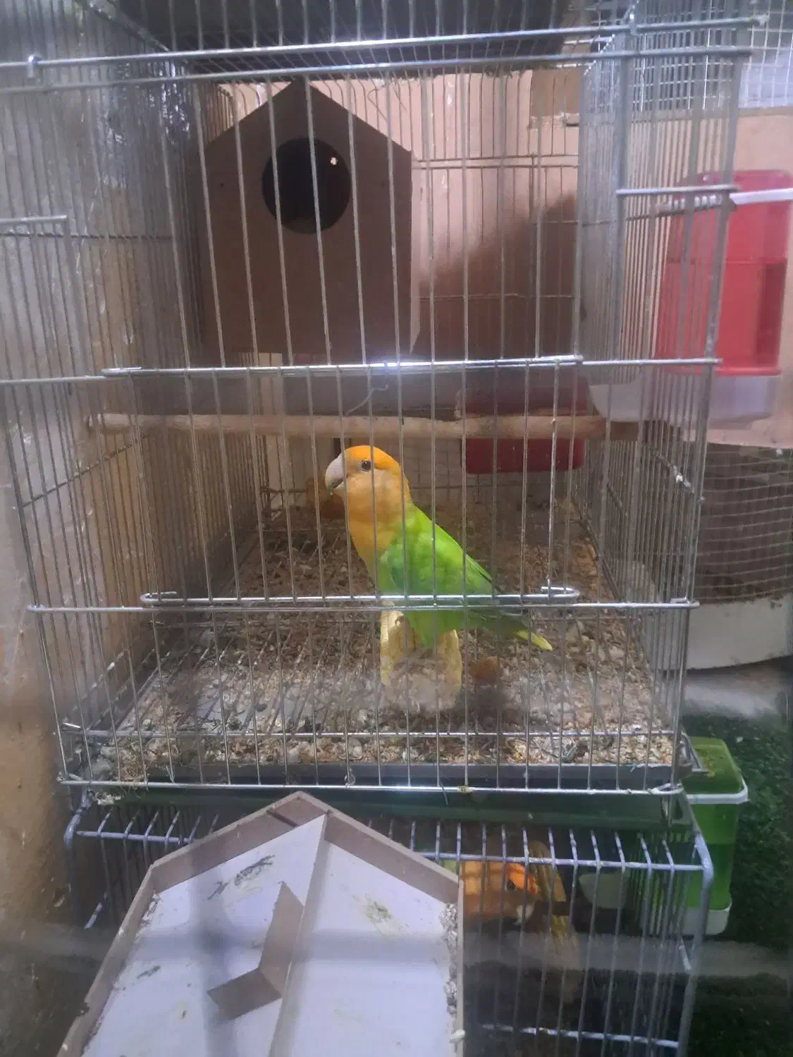 برزیلی کله نارنجی|پرنده|اهواز, شریعتی جنوبی|دیوار