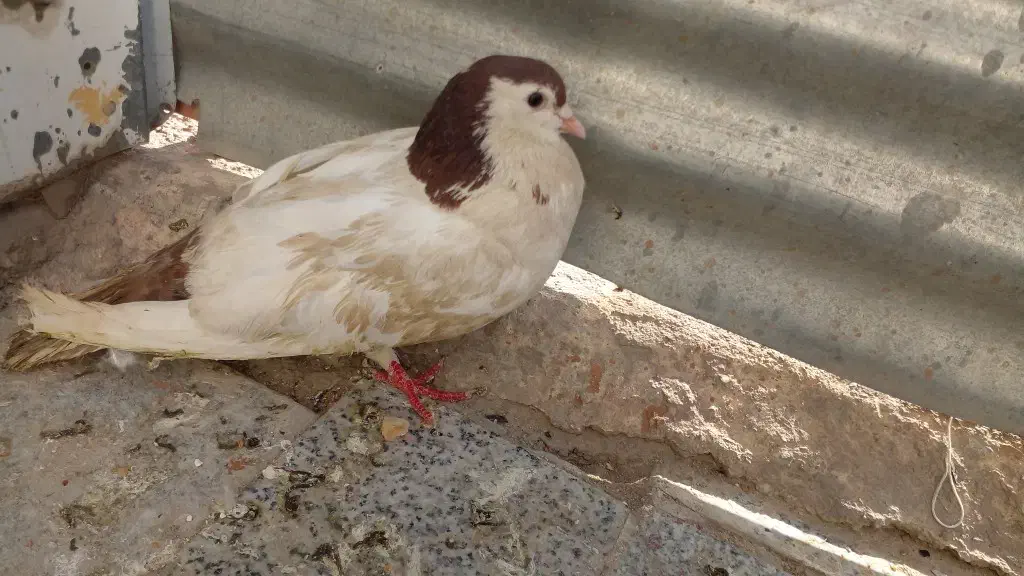 کفتر خال دم|پرنده|شیروان (خراسان), |دیوار