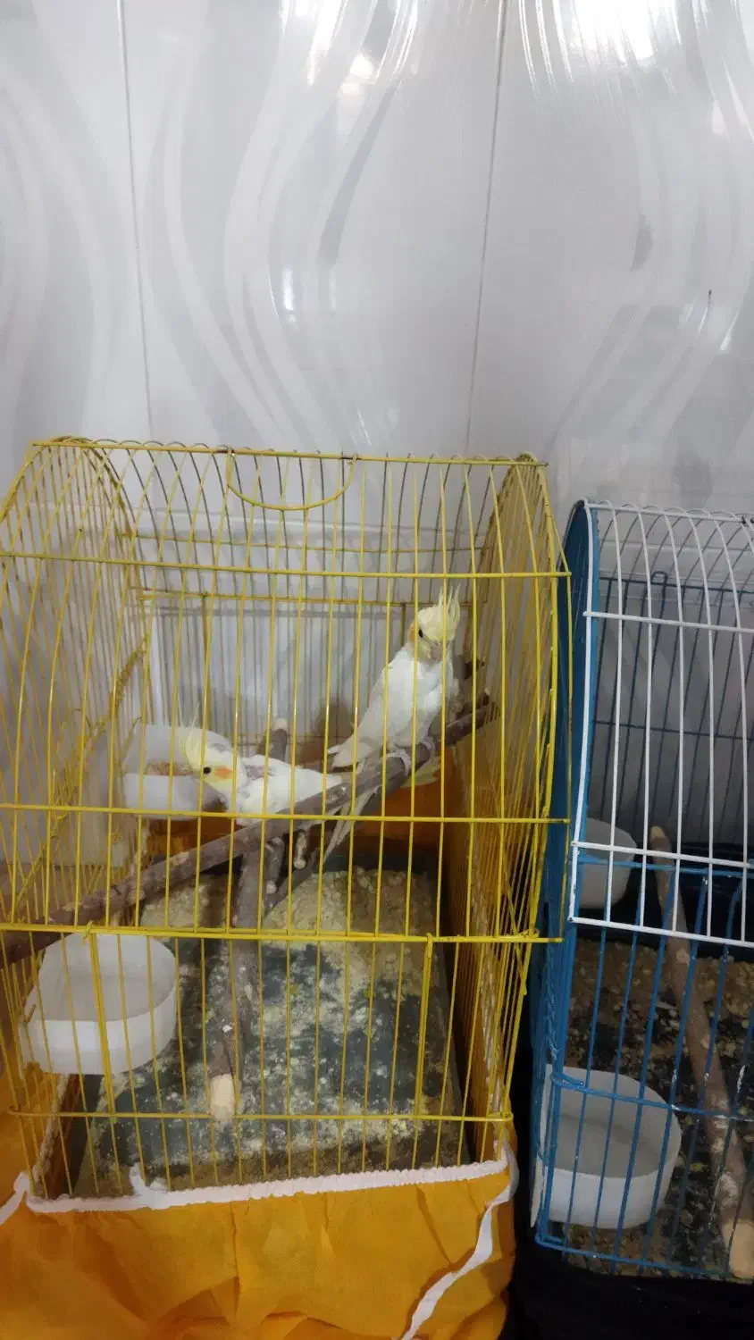 پرنده|پرنده|نورآباد, |دیوار