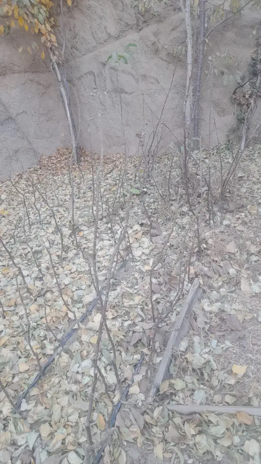 درخت|خدمات باغبانی و درختکاری|آرمرده, |دیوار