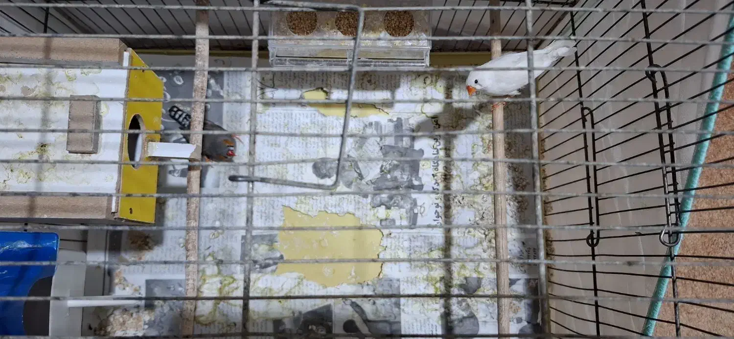 فروش یک جفت فنج با قفس|پرنده|صحرای باغ, |دیوار