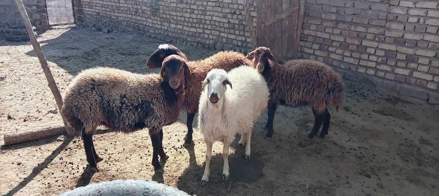 4عددبره ماده هتروبزرگ|حیوانات مزرعه|سرولایت, |دیوار