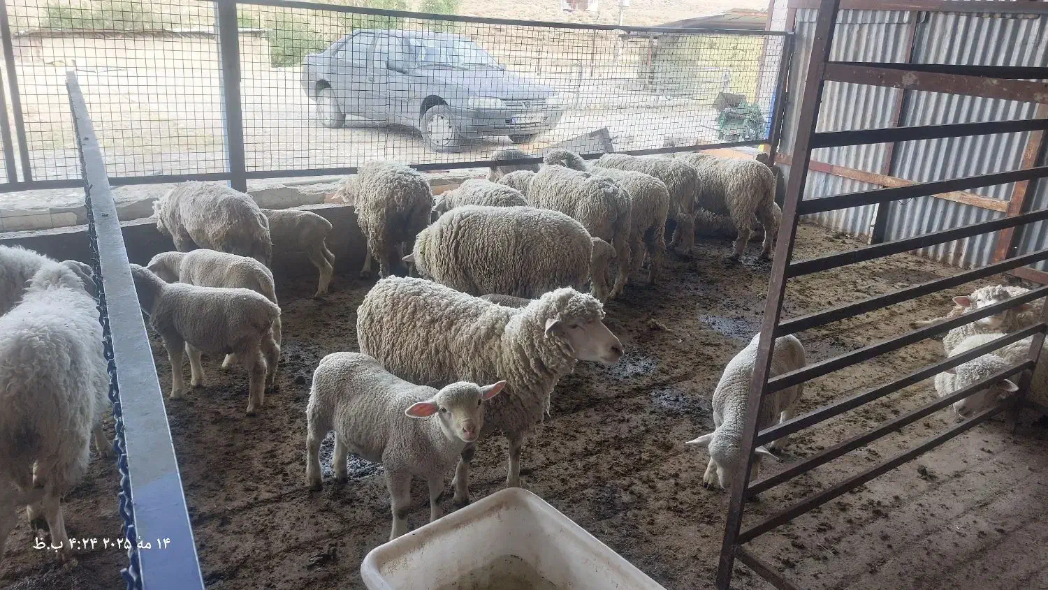 فروش گوسفند|حیوانات مزرعه|درب بهشت, |دیوار