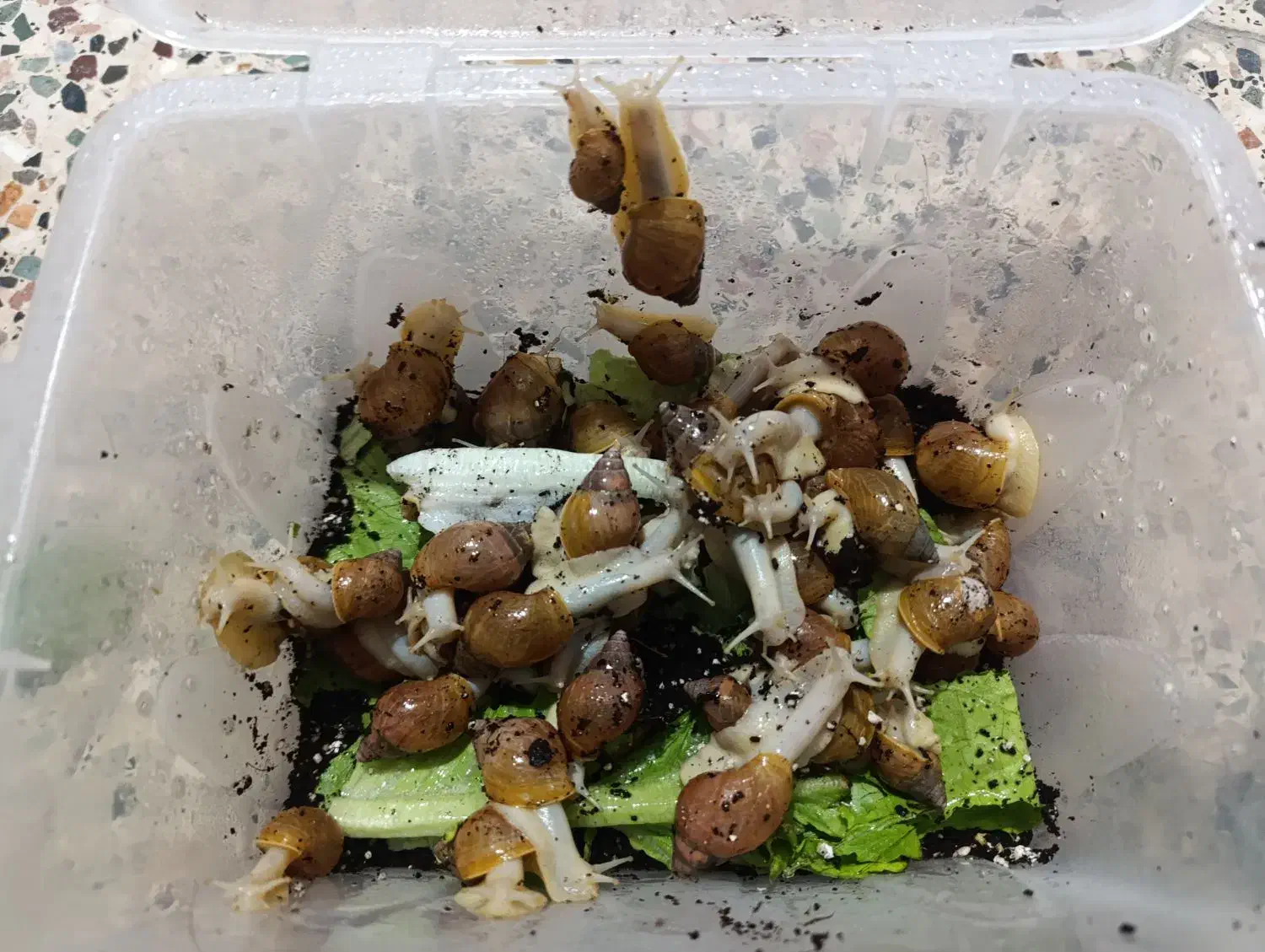 حلزون|خزنده|دزفول, |دیوار