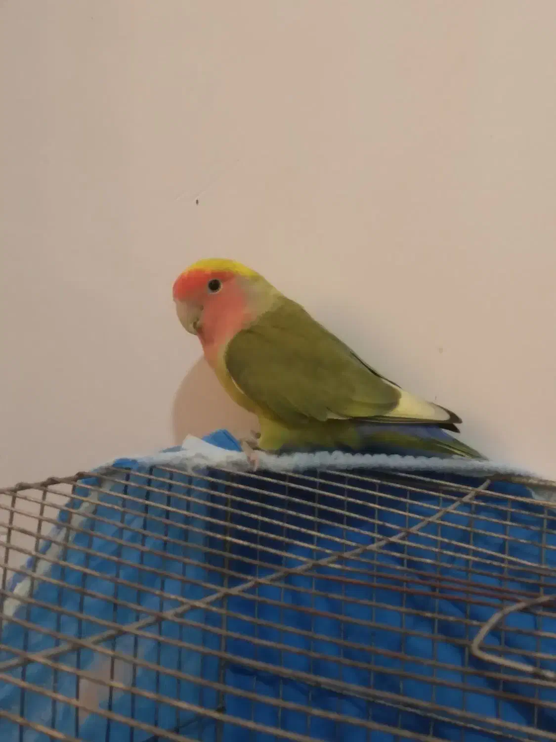 طوطی،برزیلی،نر جوان|پرنده|لاهیجان, بوجایه|دیوار