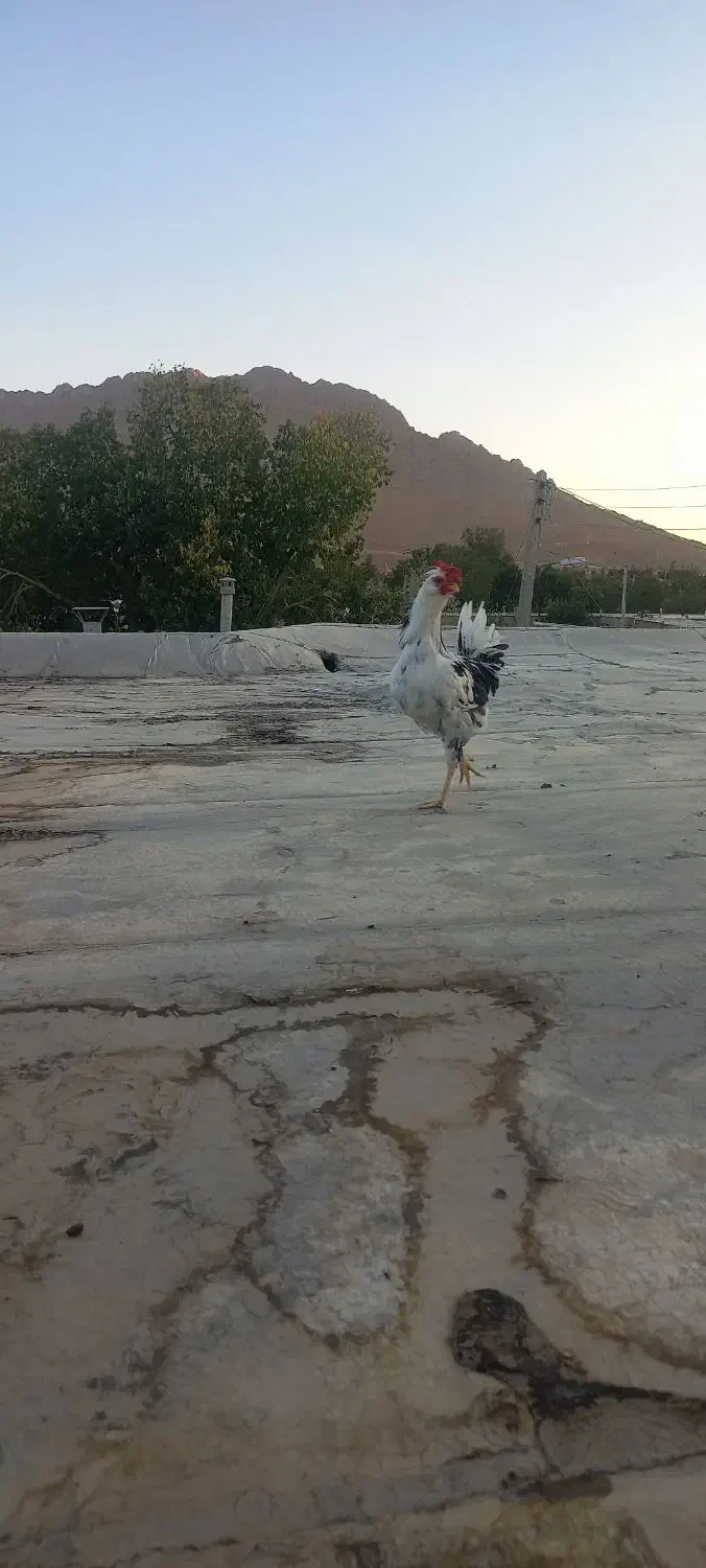 خروس گلین جوان|حیوانات مزرعه|بن, |دیوار