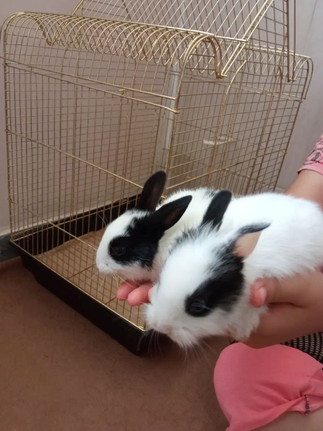 معاوضه خرگوش با همستر|موش و خرگوش|بوئین زهرا, |دیوار