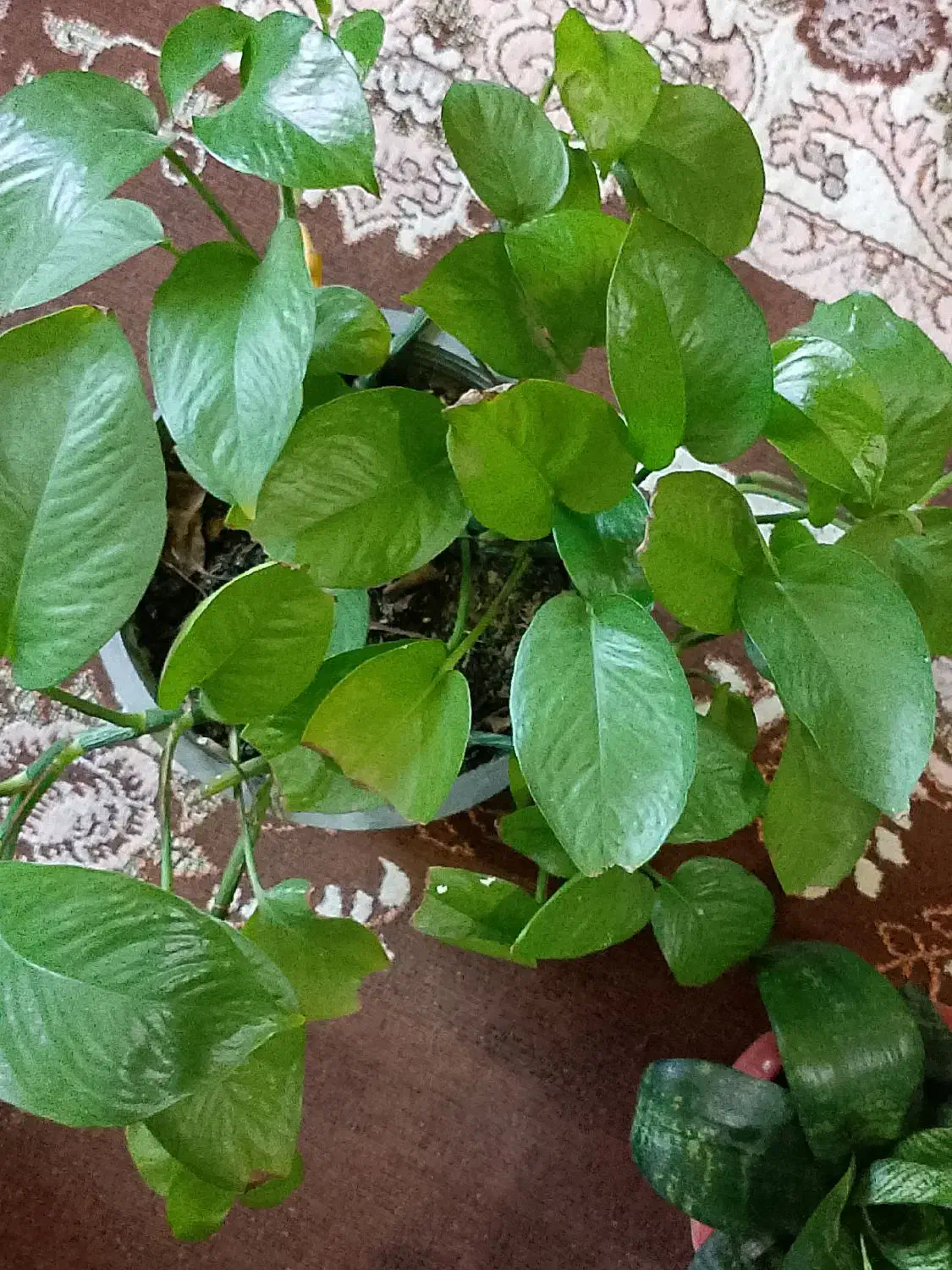 گل و گیاه خانگی|گل و گیاه طبیعی|چابهار, |دیوار