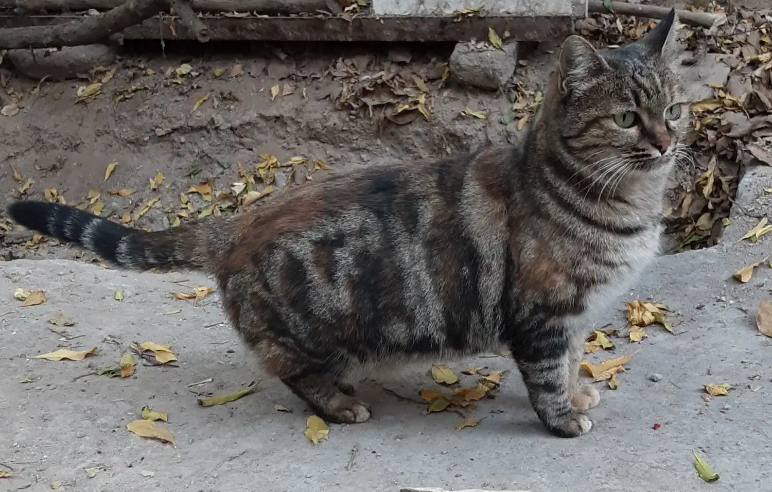 واگذاری گربه خاص|گربه|یزد, |دیوار