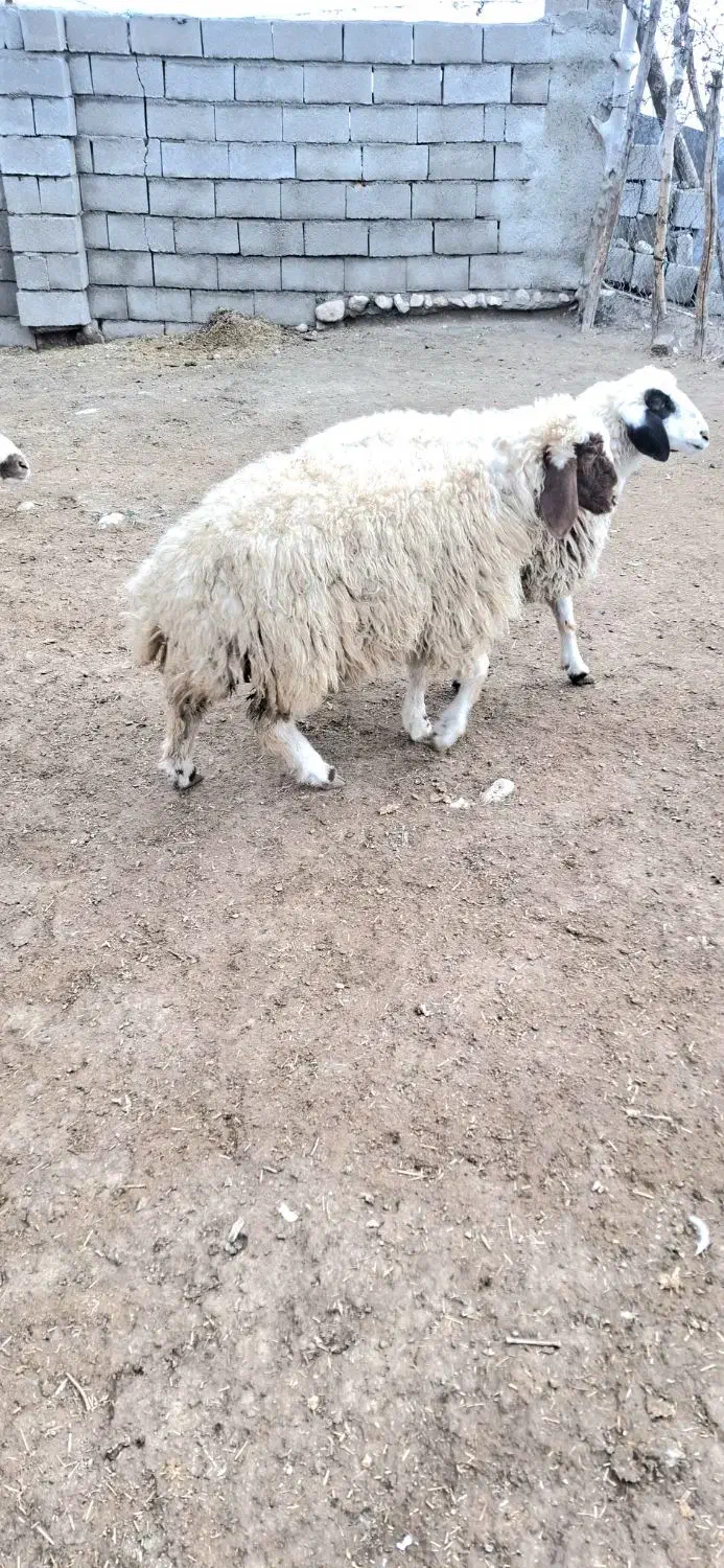 بره ماده|حیوانات مزرعه|کوزران, |دیوار