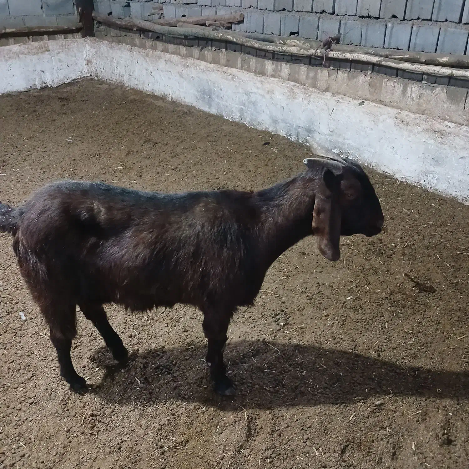 باسلام|حیوانات مزرعه|خانمیرزا, |دیوار