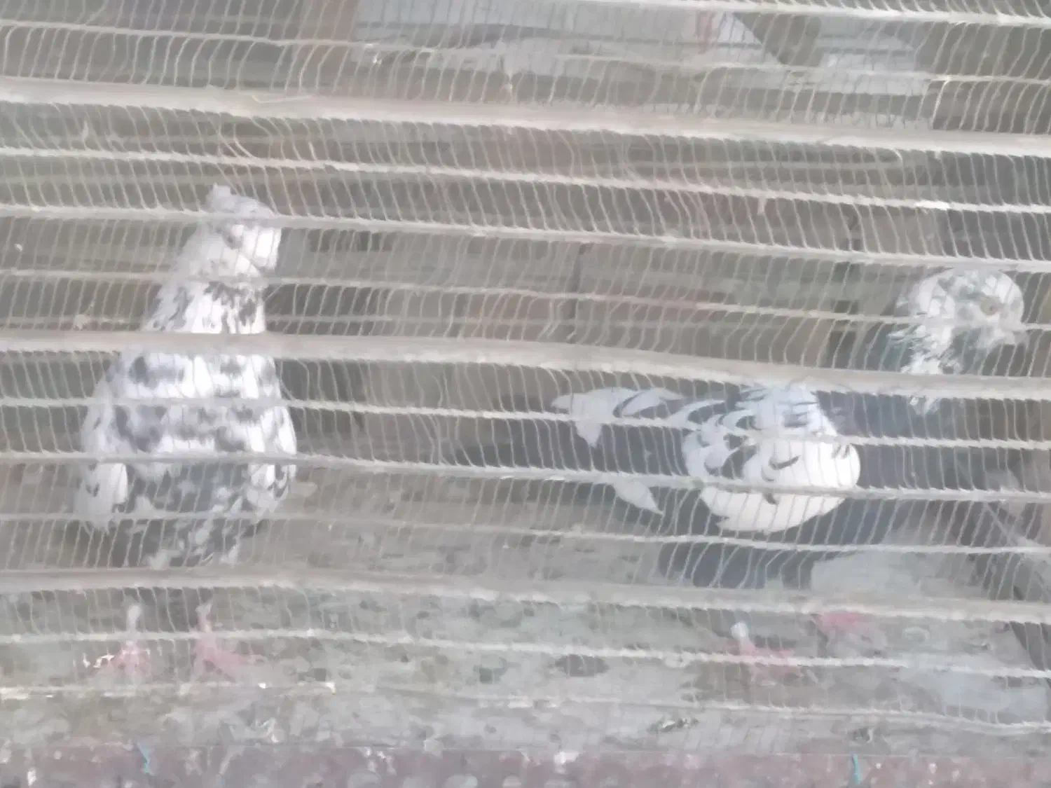 پلنگ زغالی پرشی|پرنده|تهران, مسعودیه|دیوار