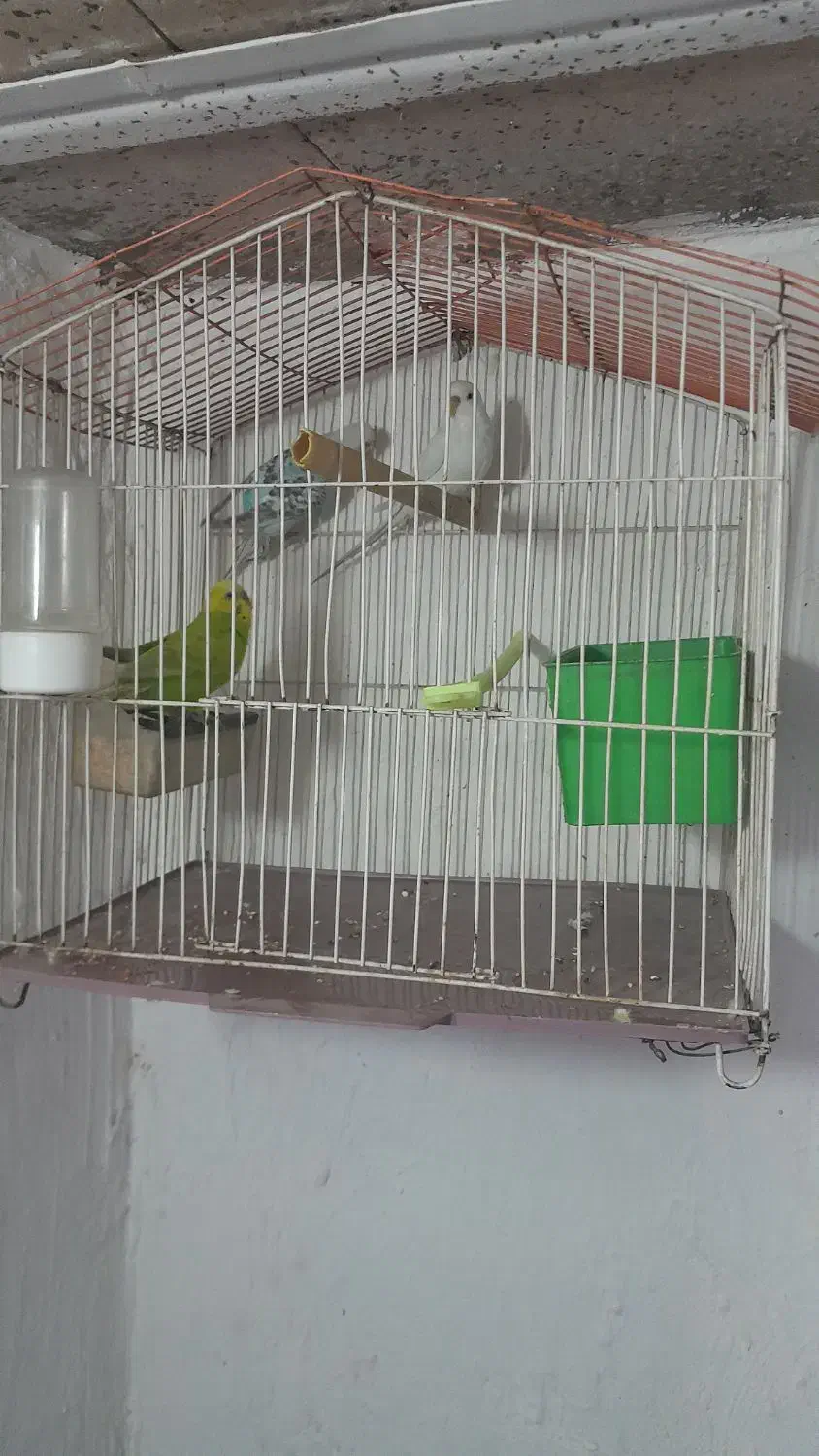 ۳ عدد مرغ. عشق.  با قفس و لوازم کامل|پرنده|چناران, |دیوار