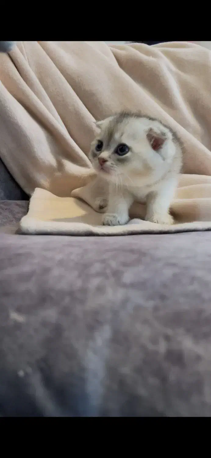 اسکاتیش کوچولو|گربه|تهران, دانشگاه شریف|دیوار