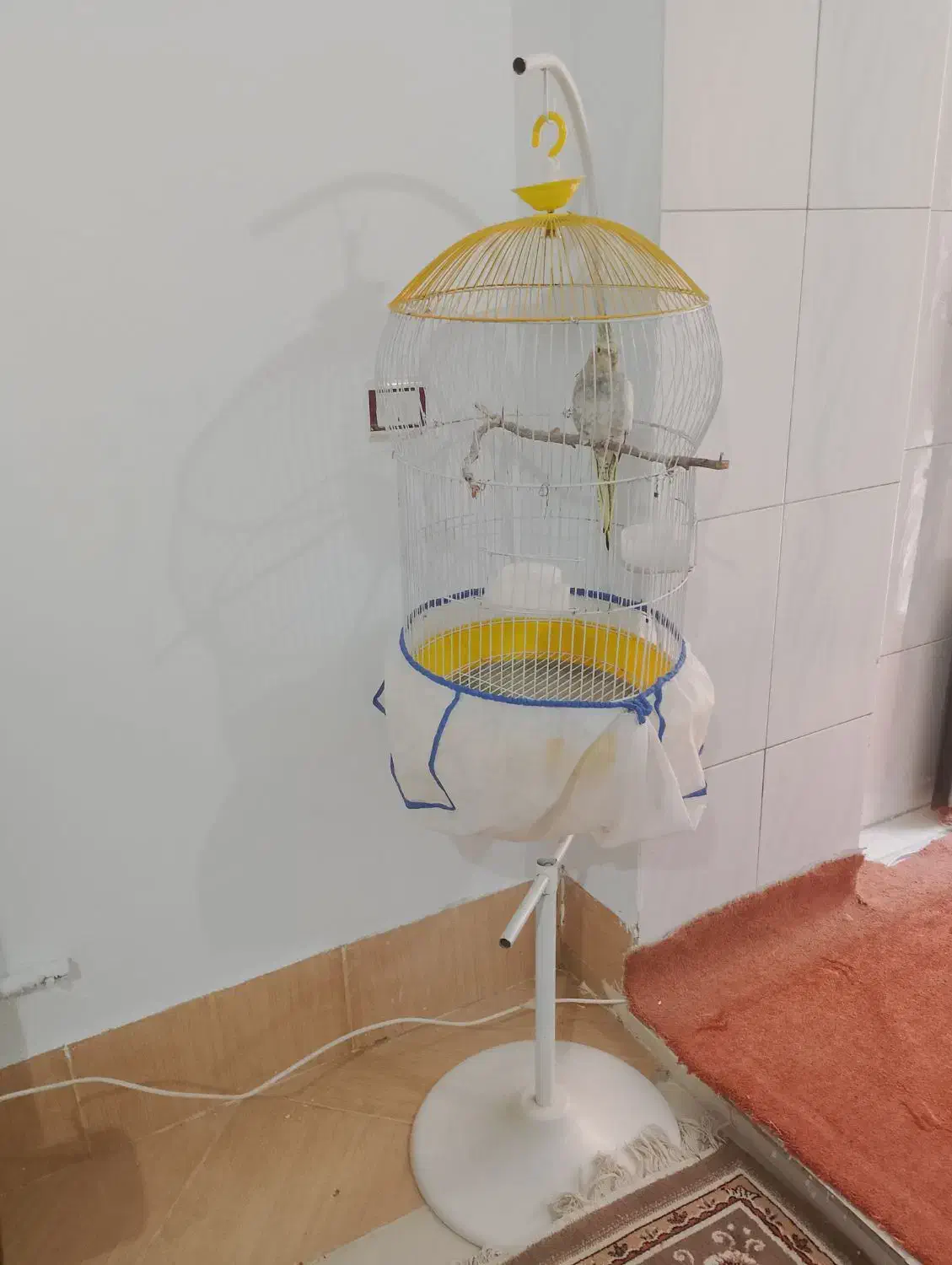 پرنده|پرنده|رباط‌کریم, رباط‌کریم|دیوار