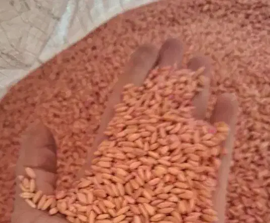 فروش بذر گندم دیم  باران|عمده‌فروشی|الیگودرز, |دیوار