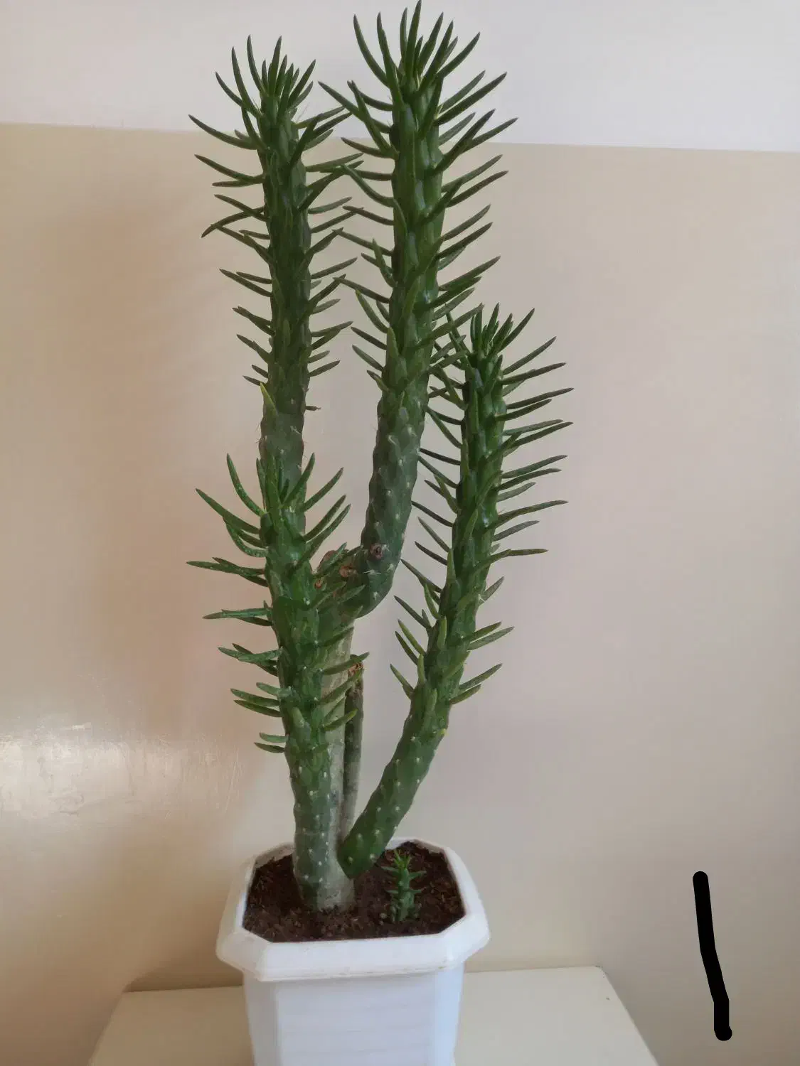 گل های خواستنی|گل و گیاه طبیعی|اسفراین, |دیوار