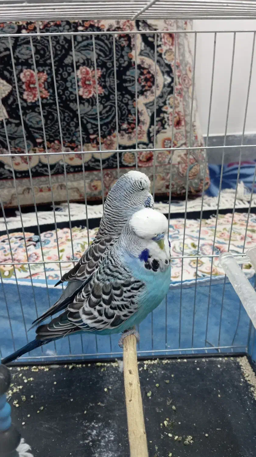 مرغ عشق انگلیسی|پرنده|ساروق, |دیوار